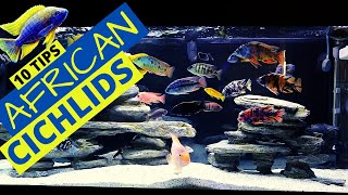 Top 10 African Cichlid Tank Essentials Every Aquarist Needs [upl. by Annaicul656]