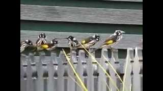 New Holland Honeyeaters at play [upl. by Atikahc928]