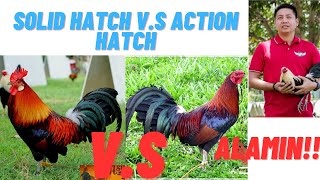 Sabong Tips Action Hatches VS Solid Hatches Gamefowl Bloodlines  Alamin [upl. by Reynold]