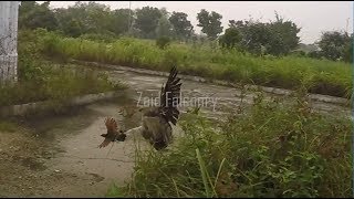 trial hunting clip with changeable hawk eagle  FALCONRY [upl. by Ettennan461]