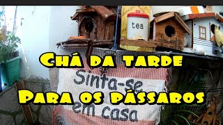 Pássaros bebem chá [upl. by Htnicayh]