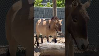 Przewalski’s Horse  przewalskis horse denver zoo colorado usa wild central asia europe [upl. by Teemus]