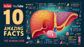 Top 10 amazing Facts About Human Liver [upl. by Anivid]