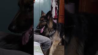 Scratching Ka Aanand Uthate Hue Caesar 🐕❤  short viralshorts youtubeshorts gsd [upl. by Fowle615]