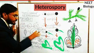 Heterospory  Pteridophyta  NEET Biology By Gyanalay [upl. by Akirret]