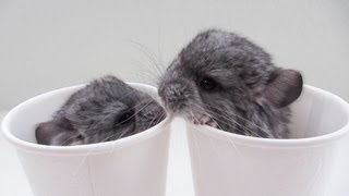 Cup O Chinchillas [upl. by Ahsieat]