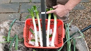 Organic Leeks grown in a pot on a Patio  The Rocket Stick Challenge [upl. by Ailhat194]