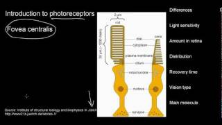 lecture 23 part 2 Photoreceptors fovea [upl. by Enutrof]