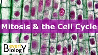 Mitosis amp the Cell Cycle updated [upl. by Karleen534]