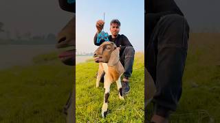 Remote control Bakra animal unboxing 🔥shortvideo [upl. by Lina]