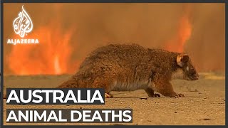 Australia’s bushfires devastate native wildlife population [upl. by Aipotu]