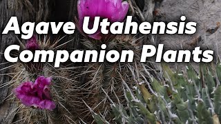 Agave Utahensis Companion Plants [upl. by Quitt]