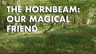 Hornbeam Our Magical Friend [upl. by Yerot]