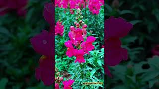 Gorgeous Antirrhinum majus flowers flowertypesbeautifulflowersflowerbeautycolorfulflowersshorts [upl. by Nirret710]