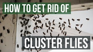 How to Get Rid of Cluster Flies 4 Simple Steps [upl. by Ahsek20]