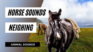 Horse Sounds Horse Neighing  horses neighing  horses sounds  animal sounds  horse sound effect [upl. by Yhtir]