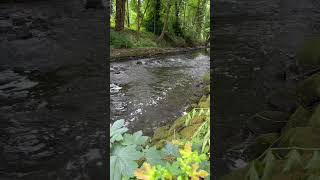 Fliegenfischen auf Döbel am Fluss fliegenfischen dryfly flyfishing flyfishinglife [upl. by Oniratac697]