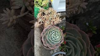 Echeveria imbricata plant beautifulflowers flowers plants echeveria imbricataplants trending [upl. by Consuelo]