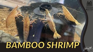 BAMBOO SHRIMP Atyopsis moluccensis  Spectacular Aquatic Residents for Your Aquarium [upl. by Lilia]