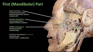 7 Maxillary Artery [upl. by Reneta]