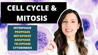 Cell Cycle amp MITOSIS Alevel Biology Prophase Metaphase Anaphase and Telophase [upl. by Yrtnej]