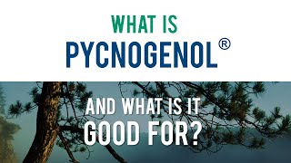 Pycnogenol® General Animated Infographic [upl. by Anieral149]