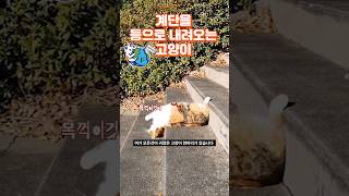 계단을 등으로 내려오는 고양이 [upl. by Alvita]