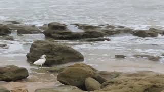 snowy egret fishing in the coquina pools [upl. by Acissaj]