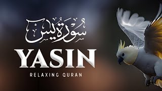 Surah Yasin Yaseen سورة يس  Relaxing heart touching voice  Season 15112024 [upl. by Julieta]