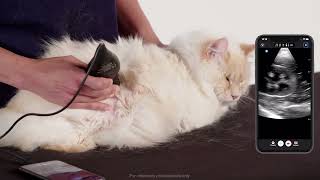 Feline Renal Scanning in Sternal Recumbency [upl. by Aihsek763]