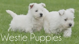 Westie Puppies playing [upl. by Kirwin588]