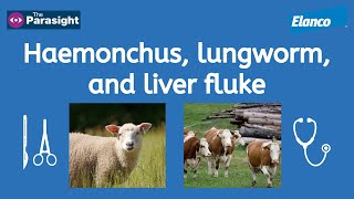 Liver fluke Haemonchus and lungworm [upl. by Ynej]