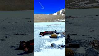 Gurudongmar lake sikkim Adventure sho  trending rider [upl. by Laitselec]