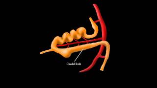 Embryological Rotation of the Midgut [upl. by Ettener]