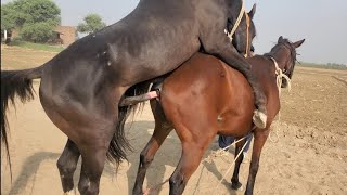 Horse Meeting How To Mating Horse First Time Breeds Horse Female Horses Mating [upl. by Nisaj]