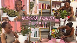 Indoor Plants Update  Houseplant Care [upl. by Skilken]