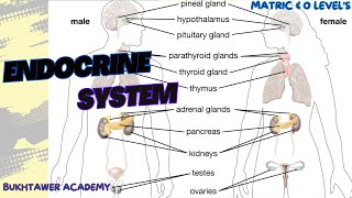 Endocrine System  Matric amp Olevels  biology [upl. by Eilahtan]