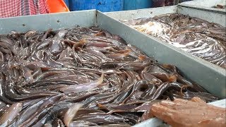 Live Fish Market  Most of The Fishes Are Alive amp Fresh  Biggest Whole Sale Bazar Bangladesh [upl. by Pat]