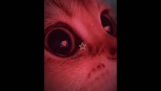 Tysm for 20 subs cat cute sillykitty shorts edit smallyoutuber [upl. by Mayhew]