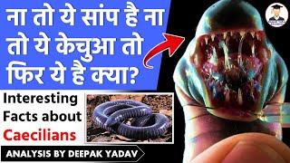 What are Caecilians  What are Amphibians   Animal Facts  UPSC environment  News Species Found [upl. by Weissmann]