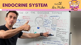 Overview of the Endocrine System [upl. by Nybor]