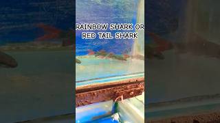 RED TAIL SHARKsharksharkfishsharkspeciessharksshortsshortaquariumfishviralvideoviralshort [upl. by Rahas]