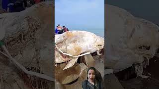 whale amazingfacts fishing funnycomedy rita [upl. by Rodie]