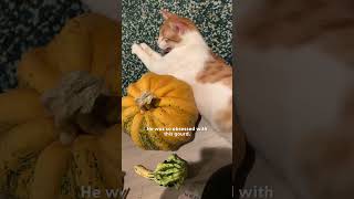 Cat Is Obsessed With Pumpkin  The Dodo [upl. by Neilla393]