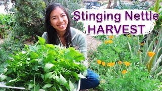 Stinging Nettle Harvest and Drying For Tea [upl. by Wane984]