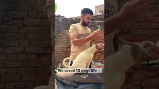 Dogs vaccinationyoutubeshorts shorts dog doglovers [upl. by Othella]