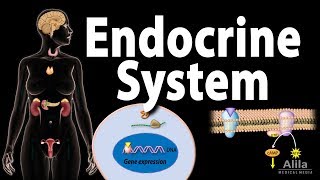 The Endocrine System Overview Animation [upl. by Lambert262]