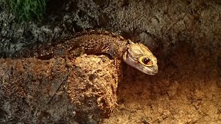 RedEyed Crocodile Skinks Tribolonotus gracilis  RotaugenBuschkrokodile RotaugenHelmskinke [upl. by Kissee]