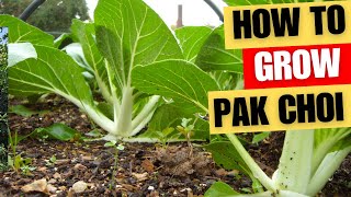 How To Grow Pak Choi [upl. by Curtice]