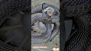 Con chuột ngồi trên đầu con rắn không phát hiện ra  Mouse sitting on snakes head [upl. by Ahsatsan]